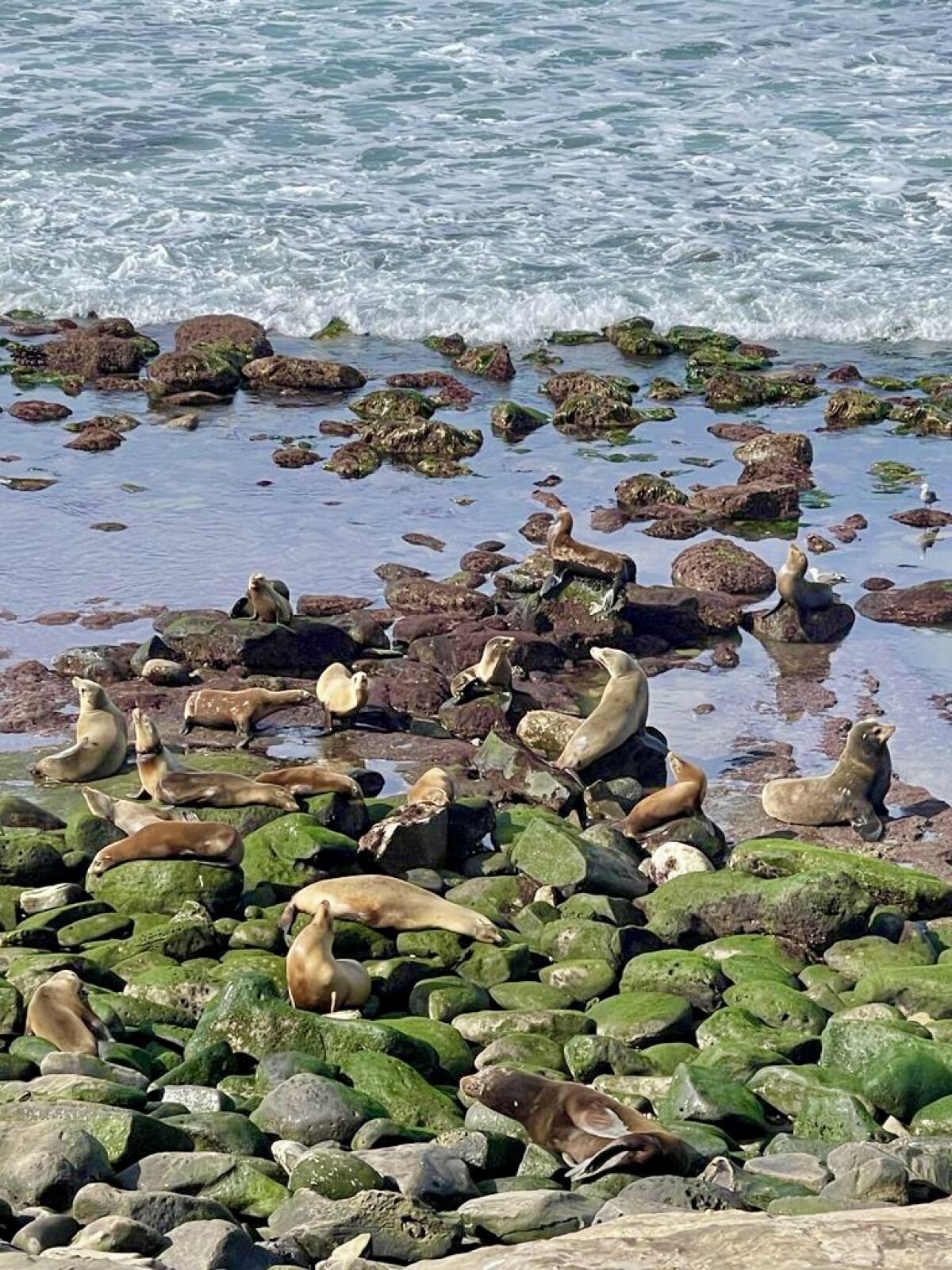 Sea lions sunbathe on the rocks at La Jolla Cove in La Jolla, Calif.