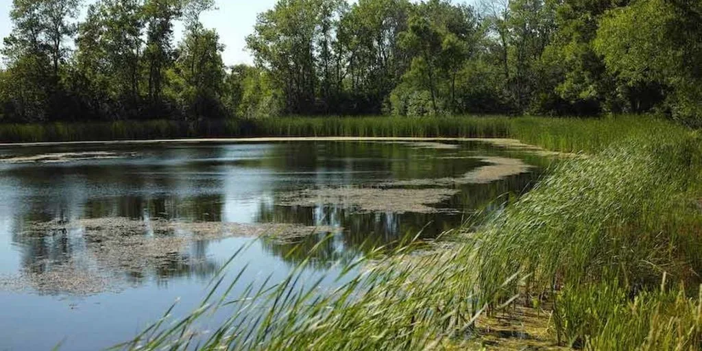 Greenbelt Forest Preserve in Lake County