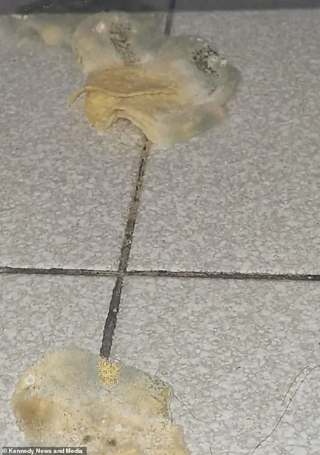 Pringles that were dropped on the floor in the disgusting hotel room developed mould, claimed Ms Mcquillan
