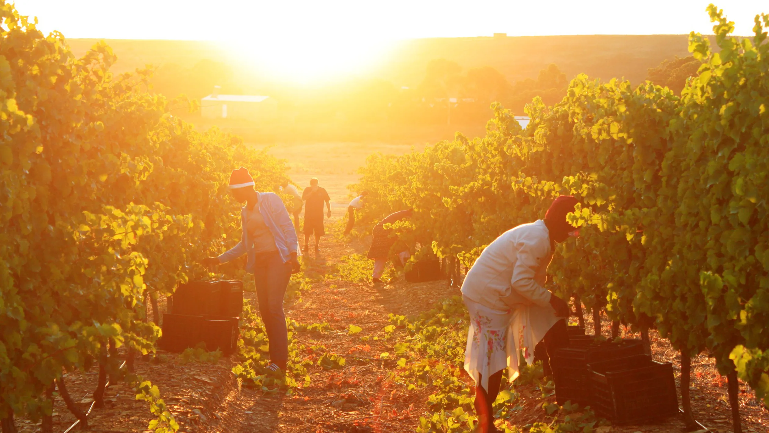 Workers pick grapes in a vineyard as the sun sets