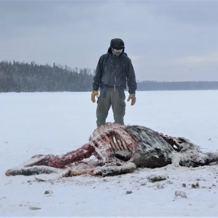 A man wearing winter colthes, gloves, hat and goggles observes the remains of a moose whose ribs can be clearly seen in a snowy landscape with fir trees in the distance..