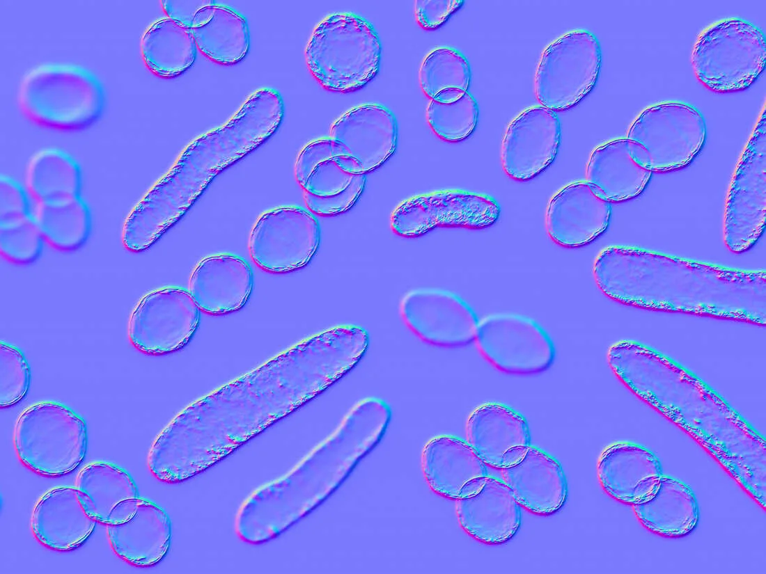 Illustration of bacteria of different shapes, including cocci and rod-shaped bacteria.
