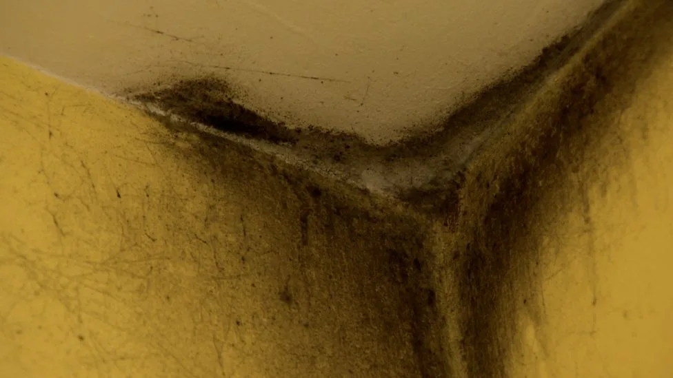 Black mould on walls and ceiling