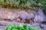 Jozi, a female black rhino, walks in her enclosure at the Oregon Zoo on Aug. 18, 2023. She shares the enclosure and is bonded with King, a male black rhino, who also arrived at the zoo in 2021.