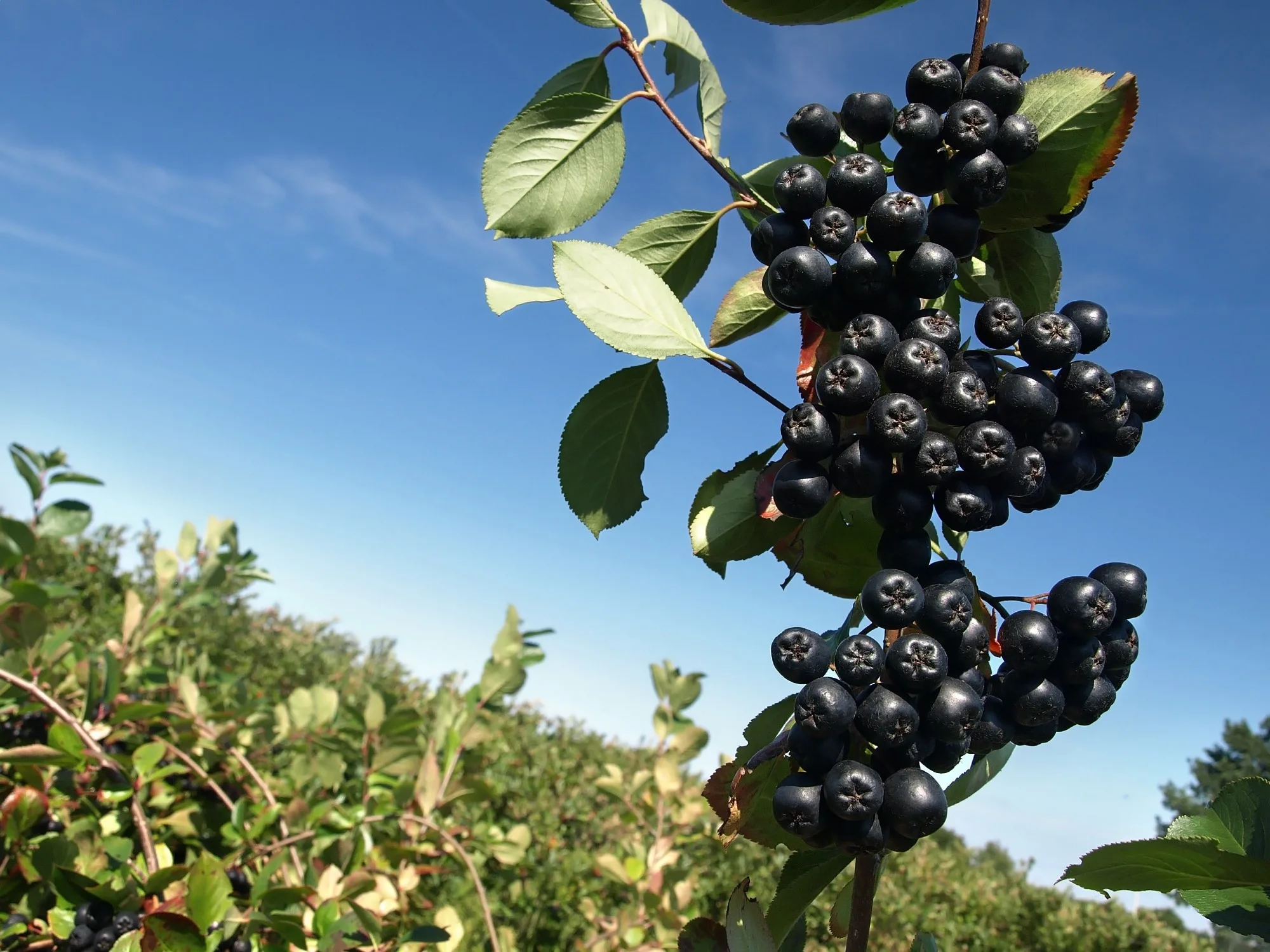 Study: Polyphenol components in black chokeberry (Aronia melanocarpa) as clinically proven diseases control factors—an overview. Image Credit: emberiza / Shutterstock