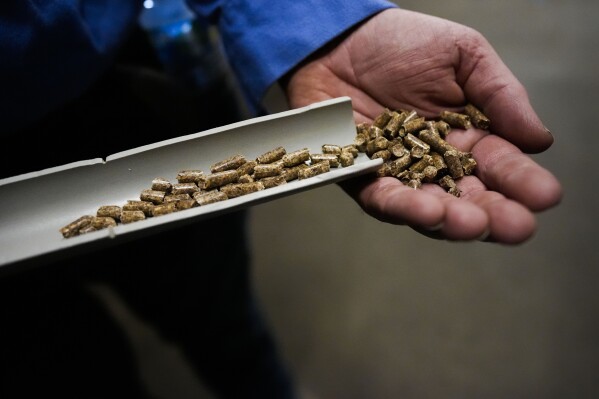 Dan Caston, an employee of Drax, shows some of the wood pellets their plant produces in Gloster, Miss., Monday, May 20, 2024. Wood pellet production skyrocketed across the U.S. South to feed the European Union's push this past decade for renewable energy to replace fossil fuels like coal. (AP Photo/Gerald Herbert)