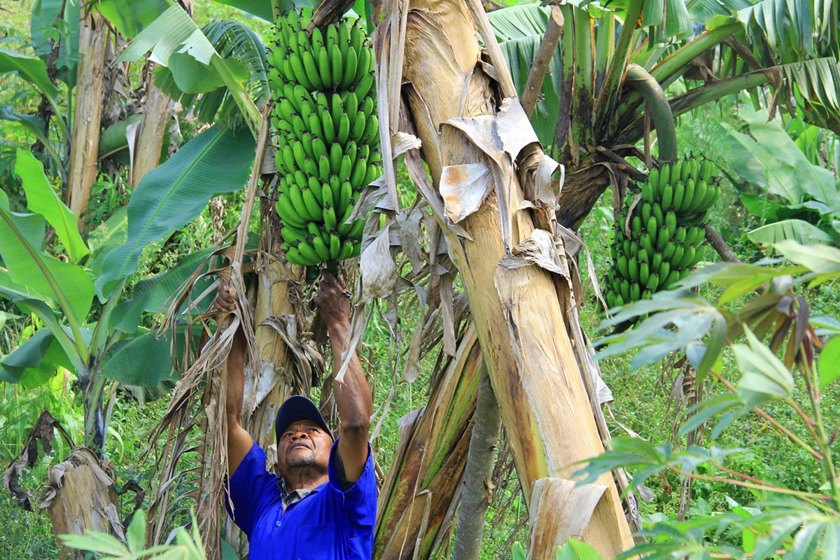 L’agronome Upiyo Lino Manano travaille dans une plantation de bananiers en Ituri (République démocratique du Congo)