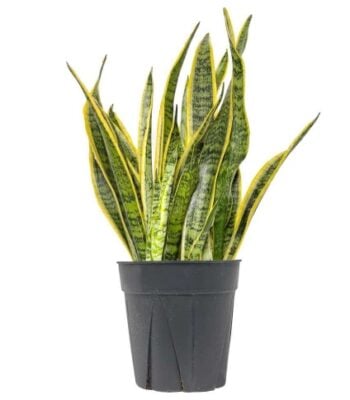 snake plant