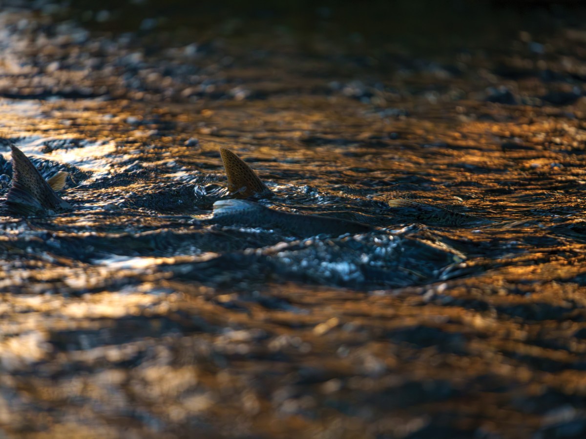 After the Klamath River dams came down, salmon came back