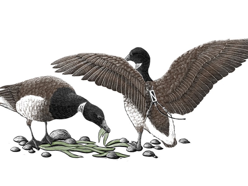 Get to know the Pacific brant