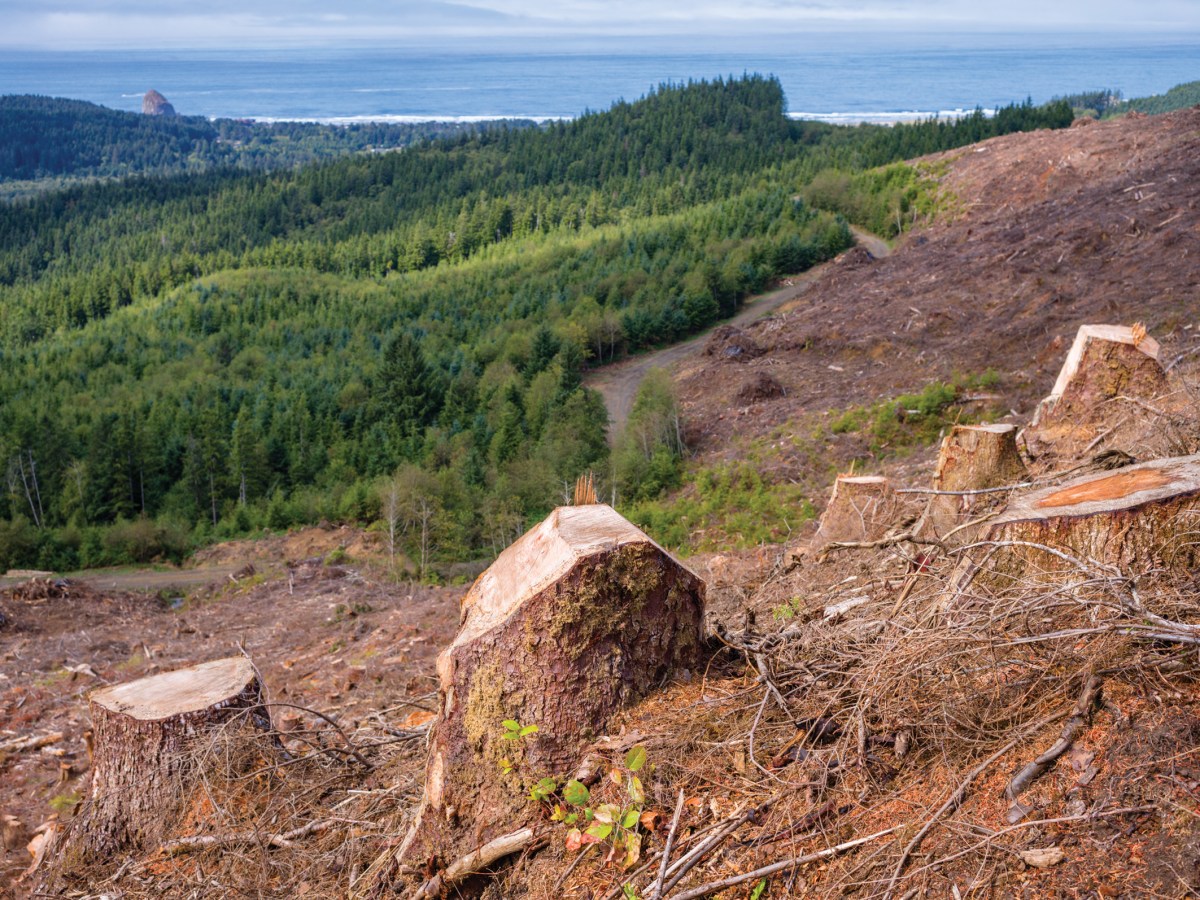 Is your pension fund liquidating Oregon’s forests?