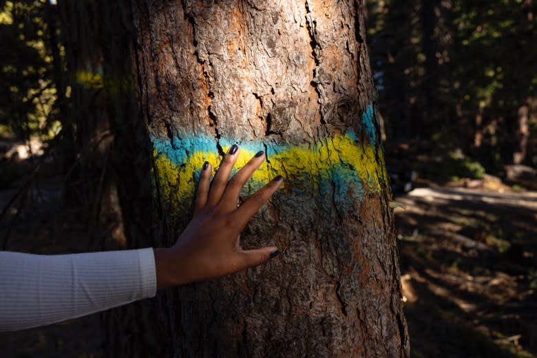 Jade Stevens shares the vision for the future while sharing which healthy trees will remain on the property. October 25, 2024.