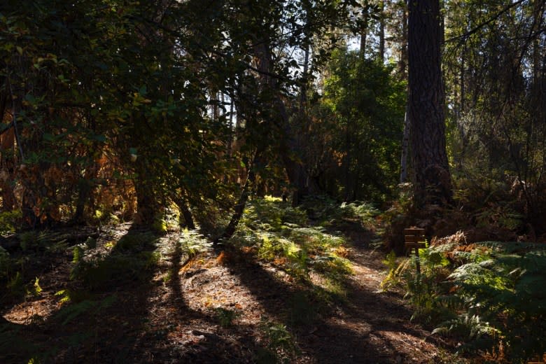 Nestled in the hills of Nevada City, CA sits hundreds of acres that were once part of the territory of the Nisenan Tribe. In the fall of 2024, the California Heritage Indigenous Research Project (CHIRP) and the Nevada City Rancheria (NCR) Nisenan Tribe successfully purchased and rematriated 232 acres of land. October 27, 2024.