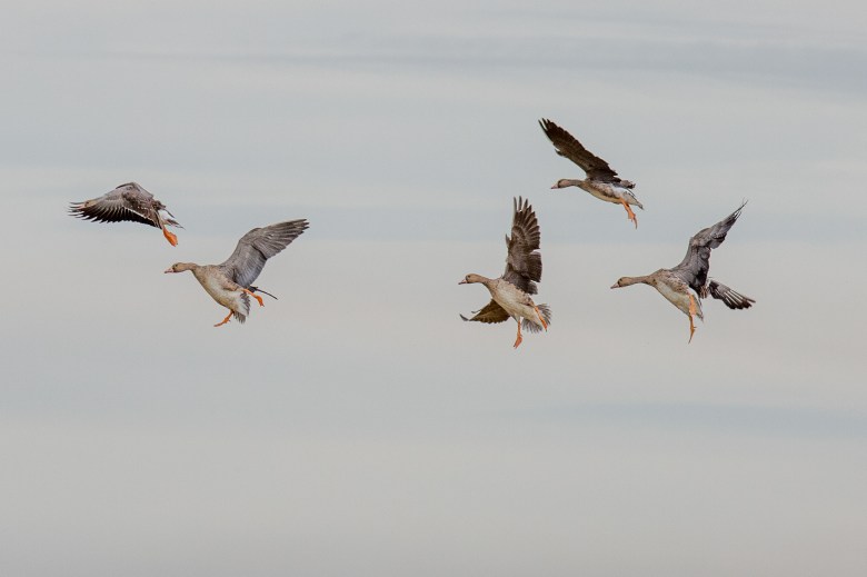 A close-up view of birds flying in the sky.